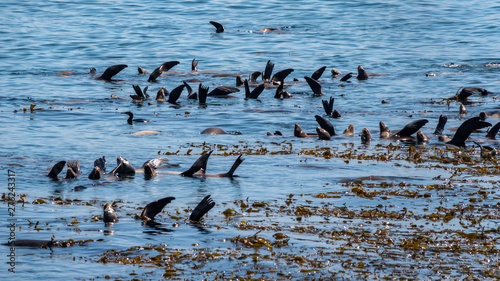 Sea Lions rest by floating on their backs in a raft along the rocky coast of the Monterey Bay in central California.