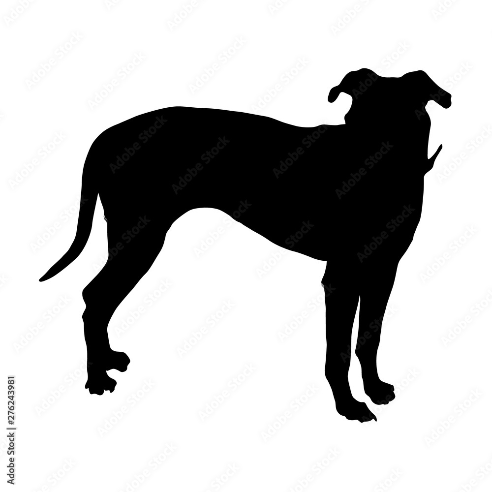 Blue Lacy Dog, Silhouette, North America