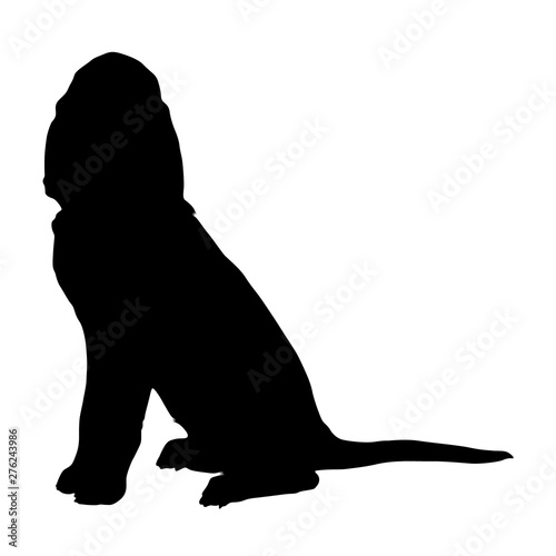 Portrait Sitting Bloodhound, Silhouette, On a White Background