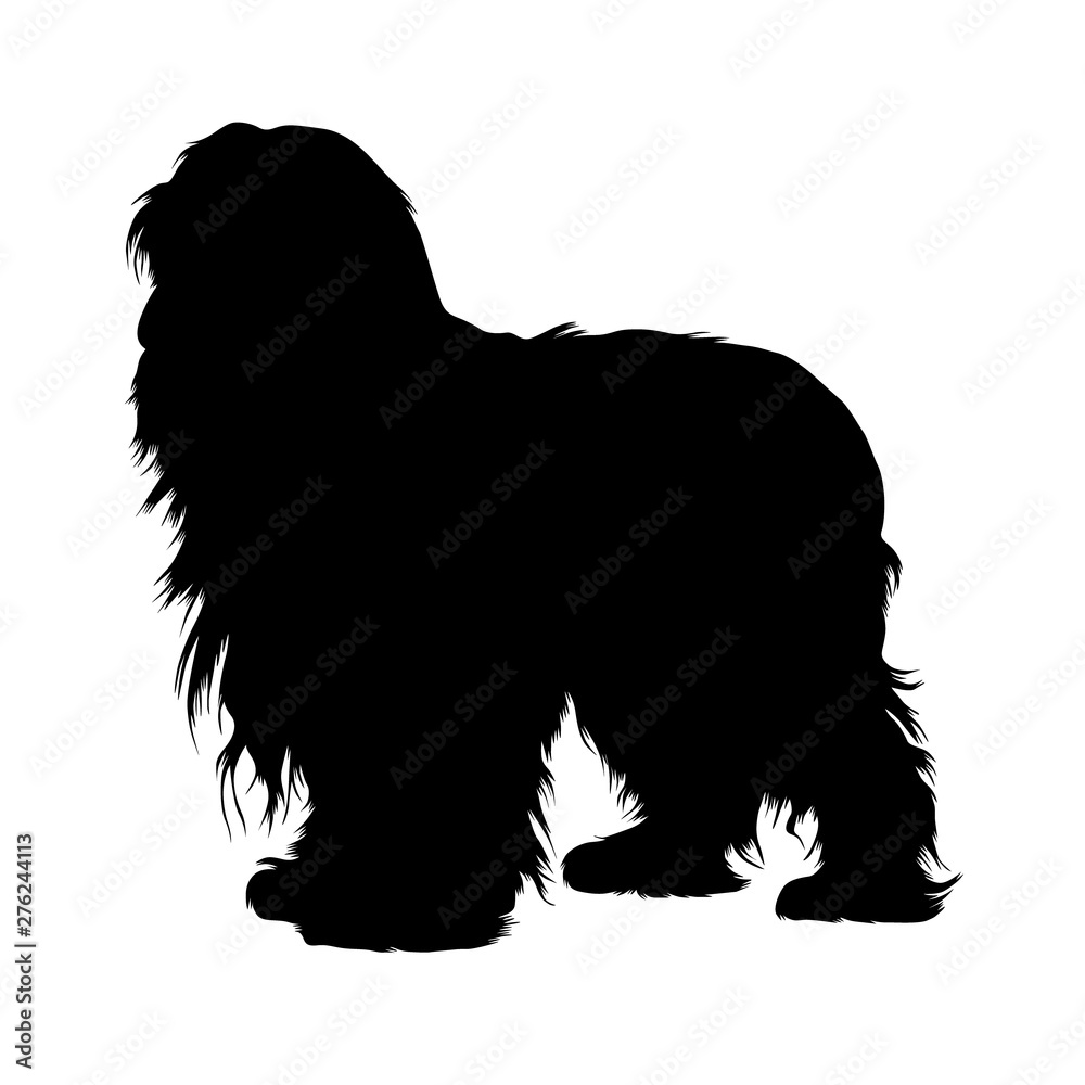 Bearded Collie ,Dogs, Silhouette, United States Bearded Collie ,Dogs, Silhouette, United States