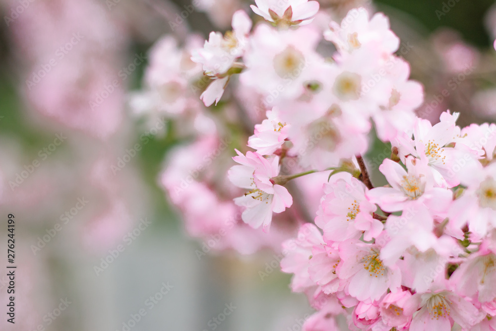 Pink cherry blossom flower spring background