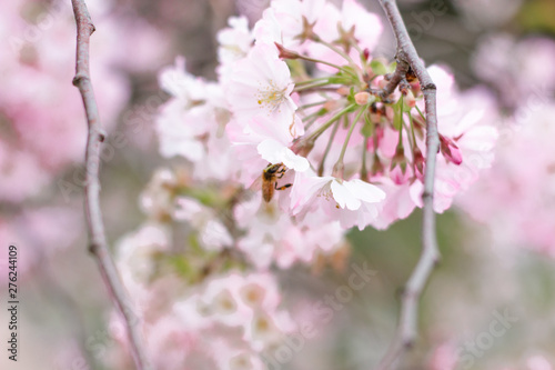 Pink cherry blossom flower spring background © Joshua