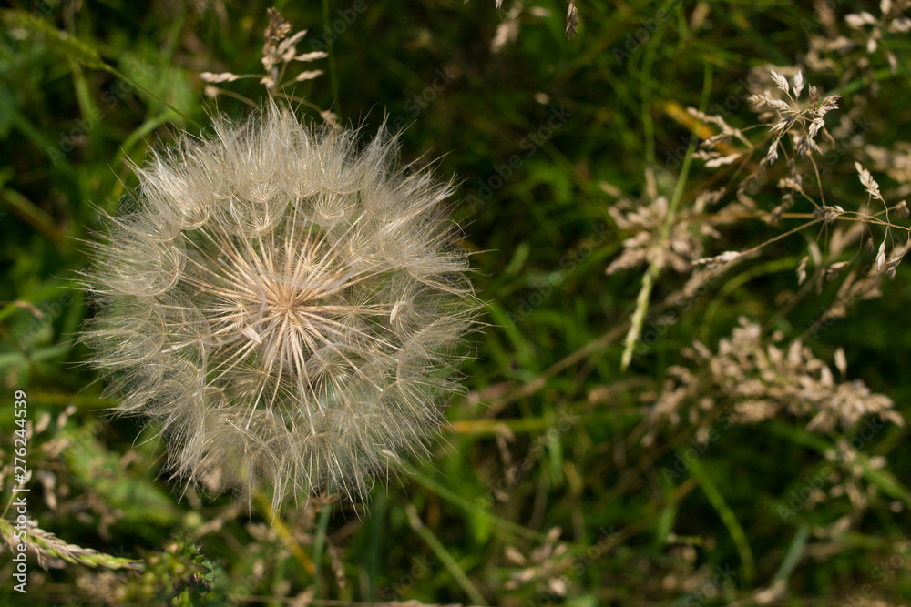 Dandelion, seed dandelion, summer dandelion