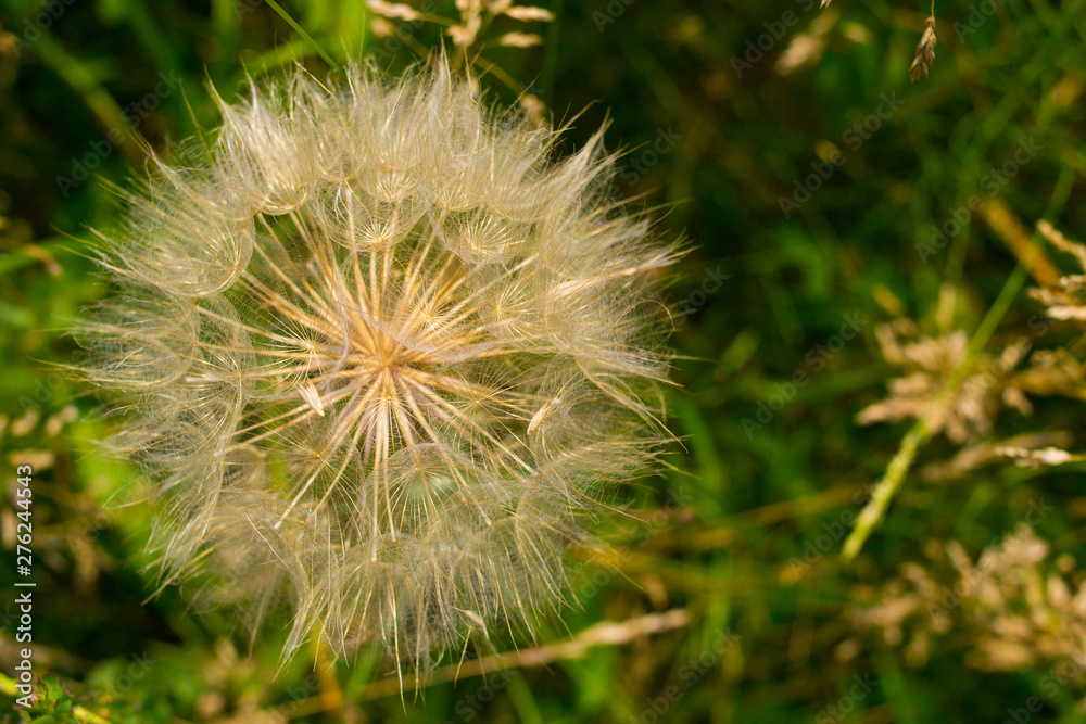 Dandelion, seed dandelion, summer dandelion