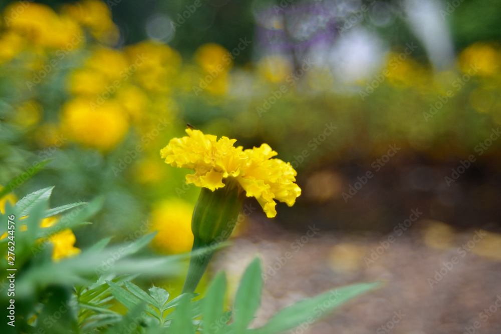 Yellow marigold In the garden began to bloom as a beautiful nature Yellow marigold In the garden began to bloom as a beautiful nature