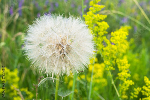 Beautiful summer and Sunny dandelion flowers.