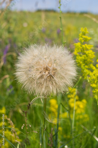 Dandelion  seed dandelion  summer dandelion