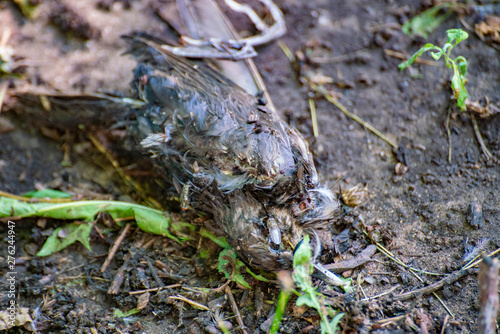 dead black bird with some flies on it  environmental pollution and problem concept