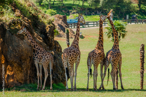 Four giraffes (Giraffa camelopardalis rothschildi) in the shade a hot day, Parque Cabarceno, Cantabria, 2013 photo