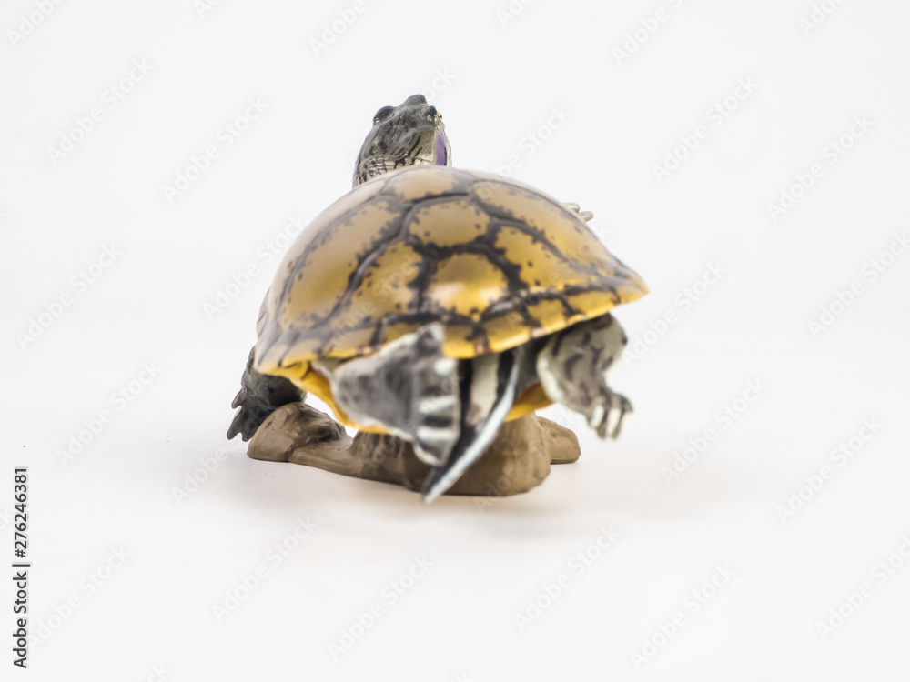 Fototapeta premium turtle on white background