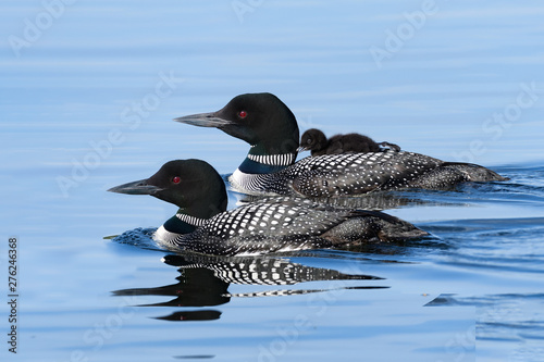 Cuadro en lienzo Male and female common loons swimming in blue water and a baby chick takes ride