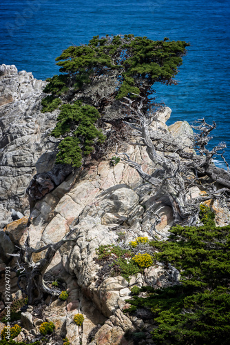 Monterey Cypress Tree on Rocky Cliff with Ocean