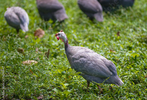 Guinea fowl is a herd of walking on green grass outdoors.