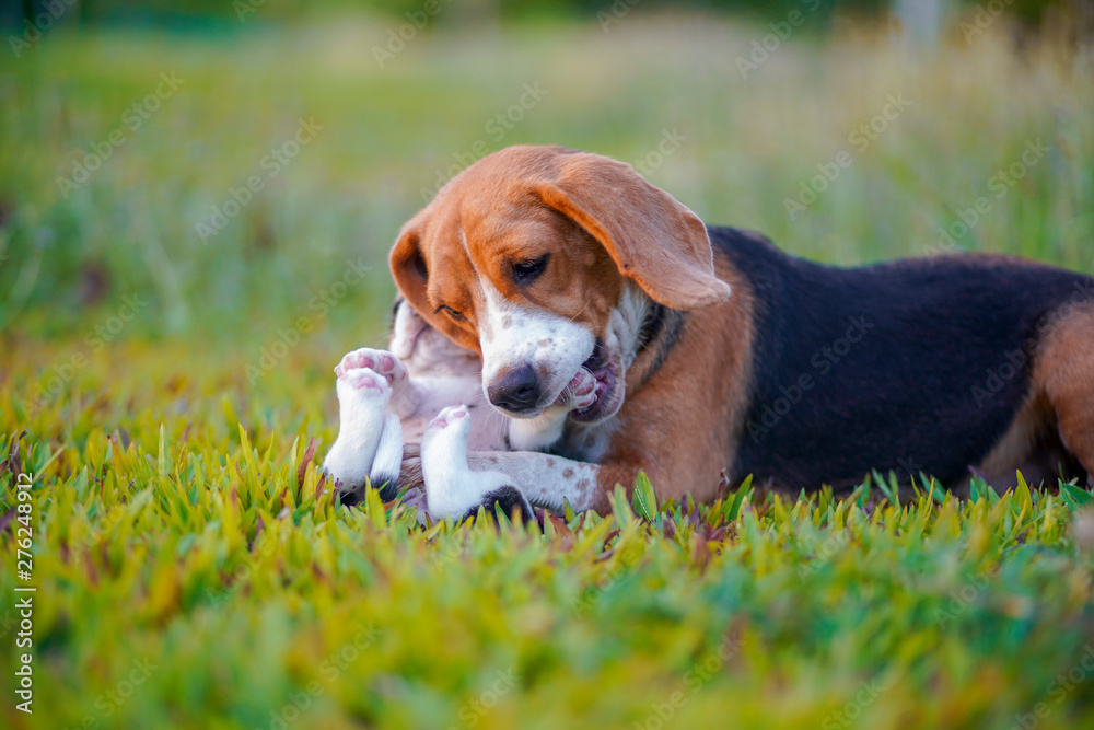 A cute little puppy beagle playing with her  mom outdoors  a grass field on a sunny spring day.
