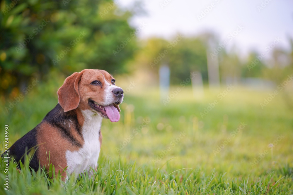 A cute beagle dog sitting on the green grass field.