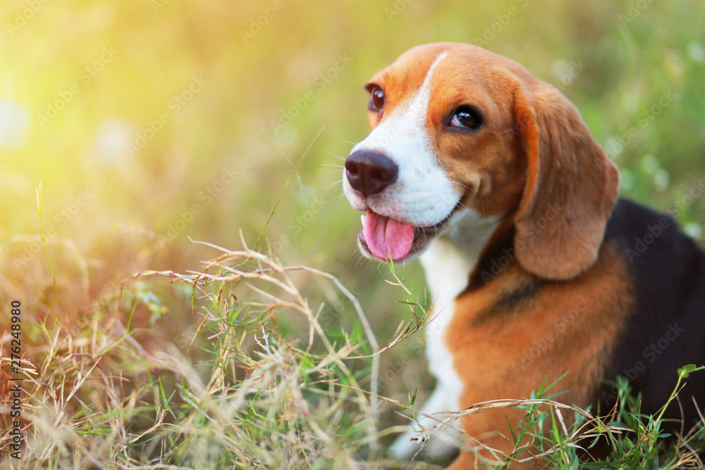 A cute beagle dog sitting  outdoor in the grass field on sunny day.