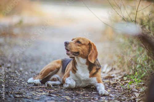 Portrait of a cute beagle dog outdoor in fall.