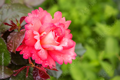 Pink Rose flower with rain drop. background pink roses flowers. blooming in roses garden. © bazil76