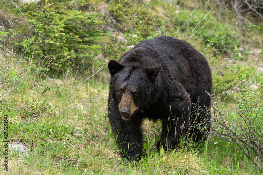 A large male black bear ursus americanus walking towards you in the grass