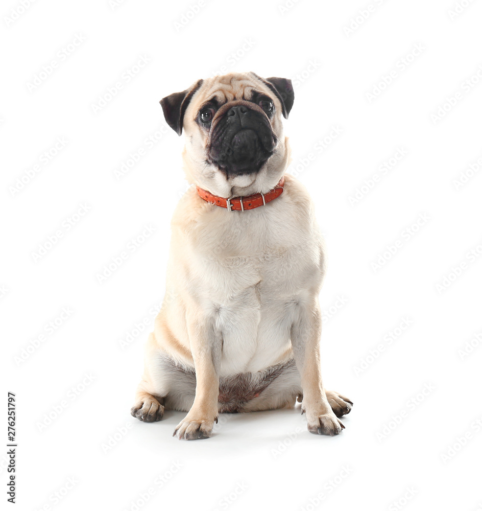 Cute pug dog on white background
