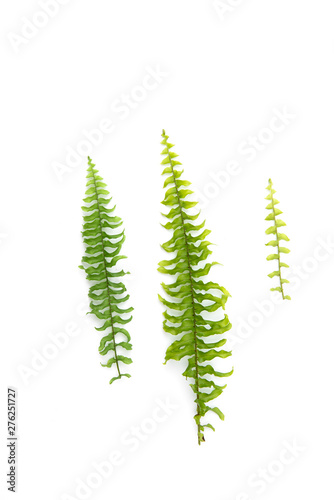 Green leaf fern isolated on white