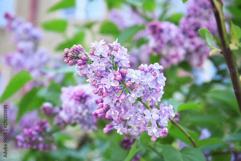 Blossoming lilac outdoors on spring day Blossoming lilac outdoors on spring day