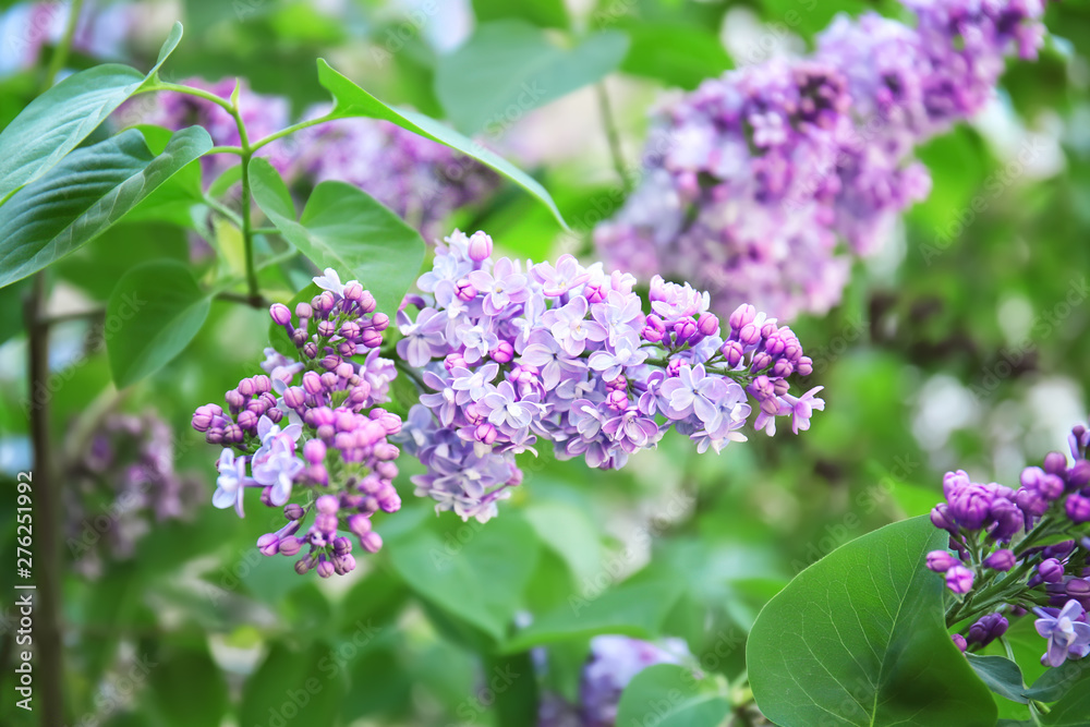 Blossoming lilac outdoors on spring day Blossoming lilac outdoors on spring day