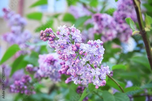 Blossoming lilac outdoors on spring day
