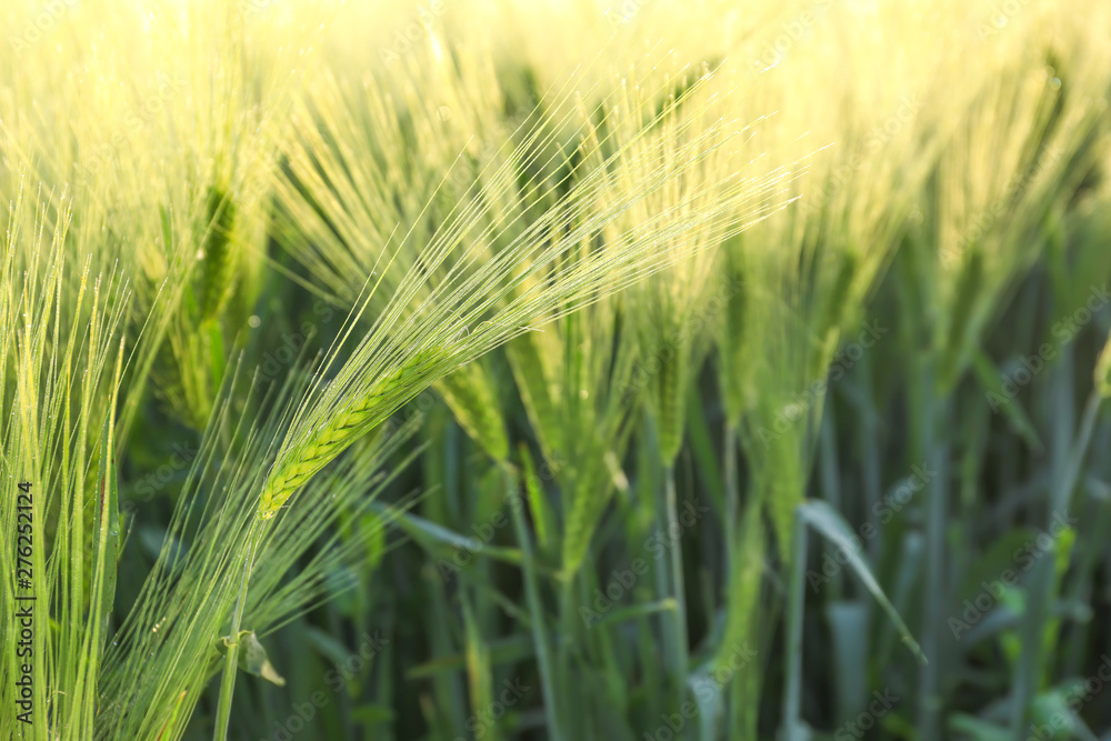 Wheat spikelets in field on sunny day, closeup Wheat spikelets in field on sunny day, closeup