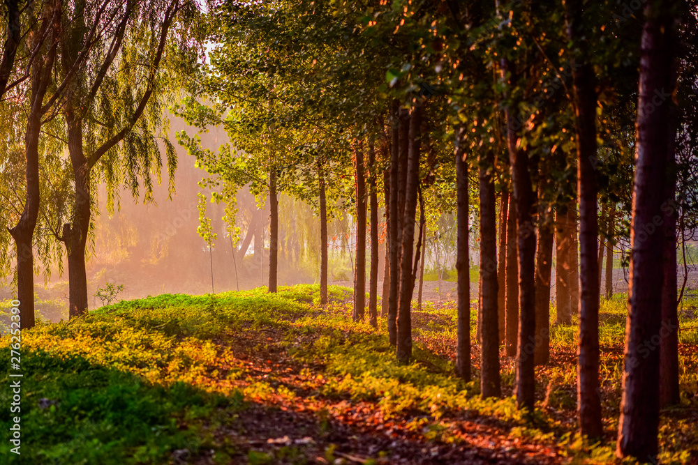 Early in the morning, the rising sun shines in the trees by the river.