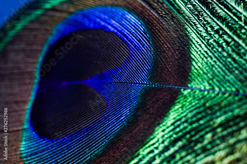 dark saturated peacock feather close-up