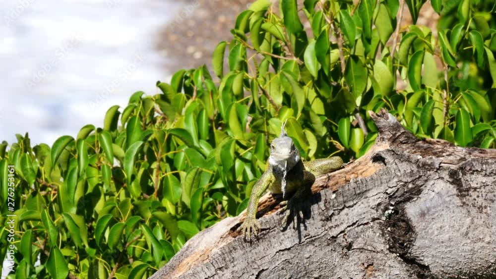 Wildlife with Iguana reptile on Caribbean island of Curacao Wildlife with Iguana reptile on Caribbean island of Curacao