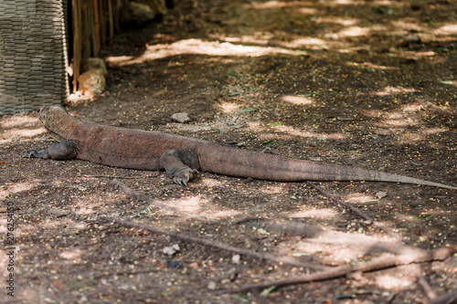 Komodo Dragon at the National Park, Indonesia. Large reptile having rest. Varan laying down on the ground. A dragon crawls along the path on the Rinca Island. Lizard crawling in the earth. Back view.