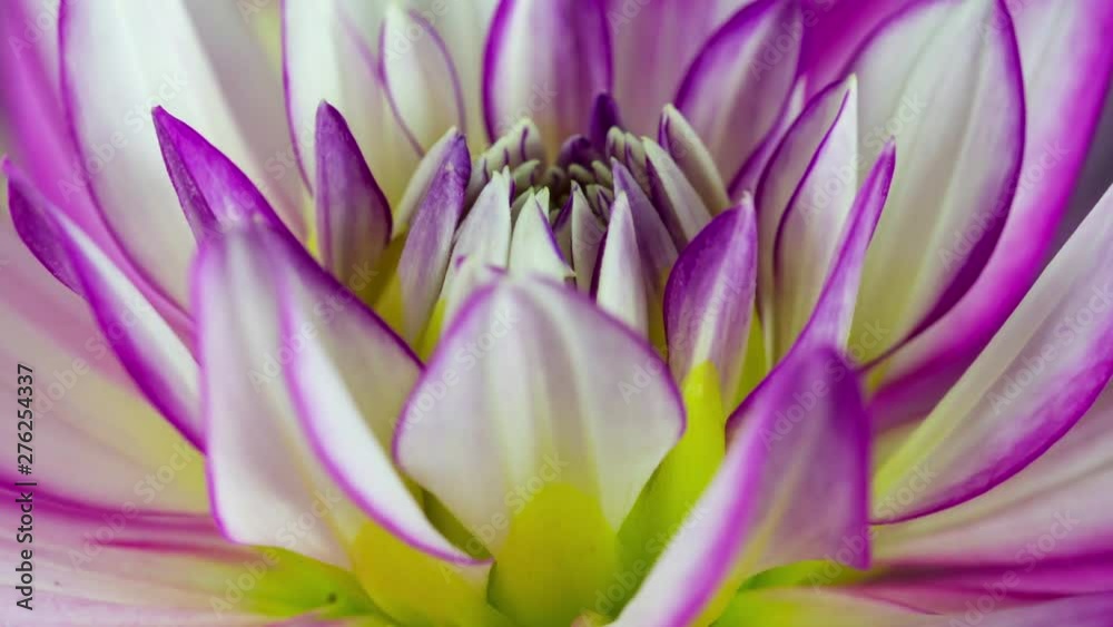 Blooming Dahlia Flower Closeup. Studio Isolated Pink and White Dahlia	