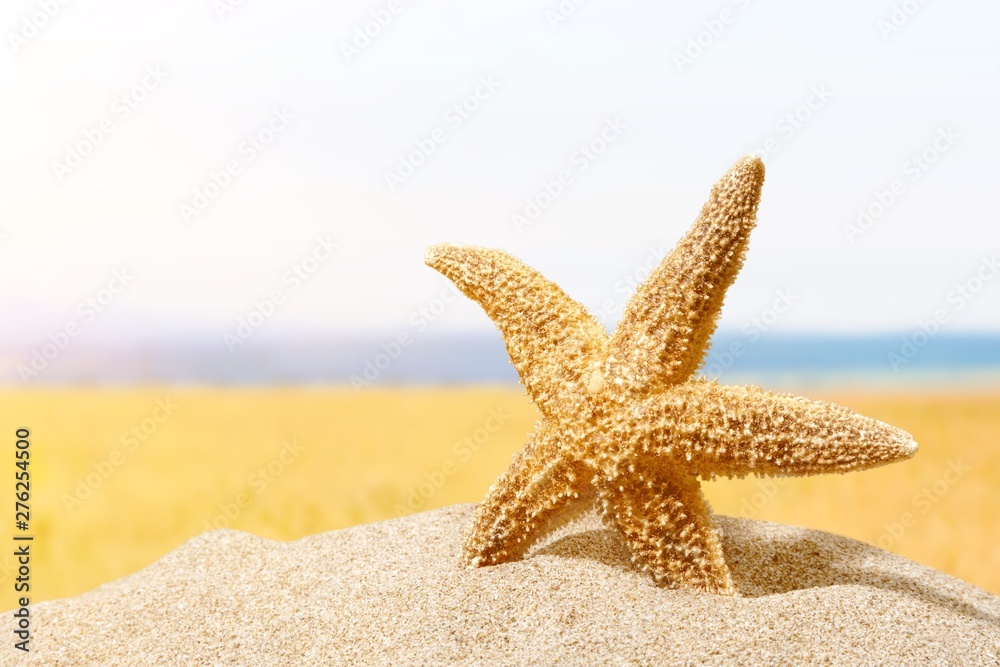 Close-up sea star on sandy beach at sunny day Close-up sea star on sandy beach at sunny day