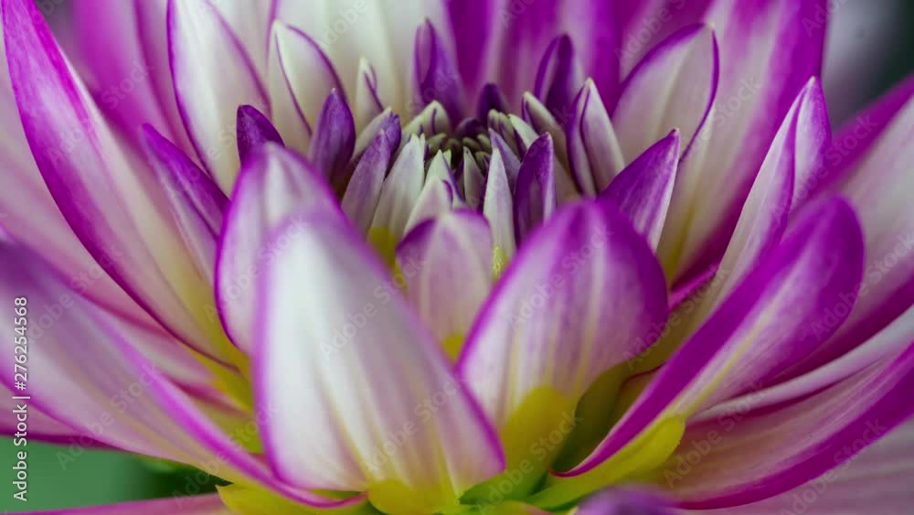 Blooming Dahlia Flower Closeup. Studio Isolated Pink and White Dahlia Blooming Dahlia Flower Closeup. Studio Isolated Pink and White Dahlia