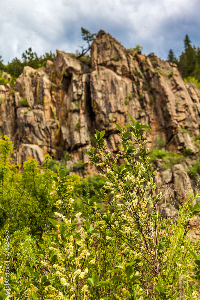 Flowering tree in the mountains