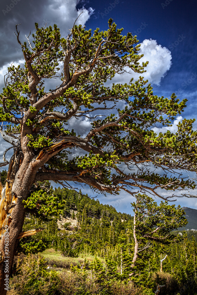 Bristlecone pine trees against a blue sky Bristlecone pine trees against a blue sky