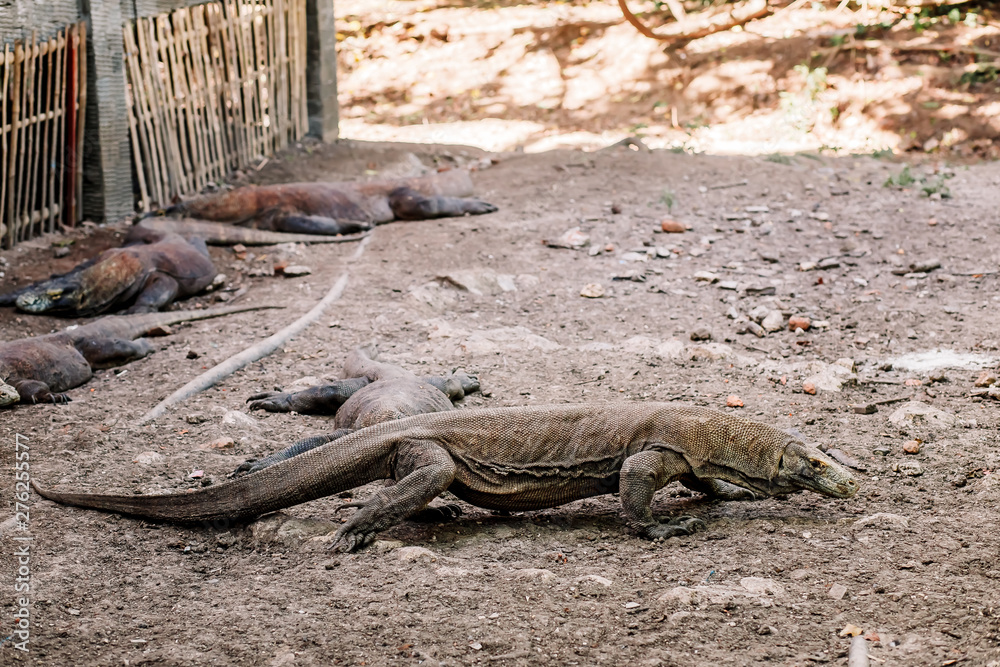 Komodo Dragons at the National Park, Indonesia. Large reptile having rest. Varan laying down on the ground. A dragon crawls along the path on the Rinca Island. Lizard crawling in the earth. Komodo Dragons at the National Park, Indonesia. Large reptile having rest. Varan laying down on the ground. A dragon crawls along the path on the Rinca Island. Lizard crawling in the earth.