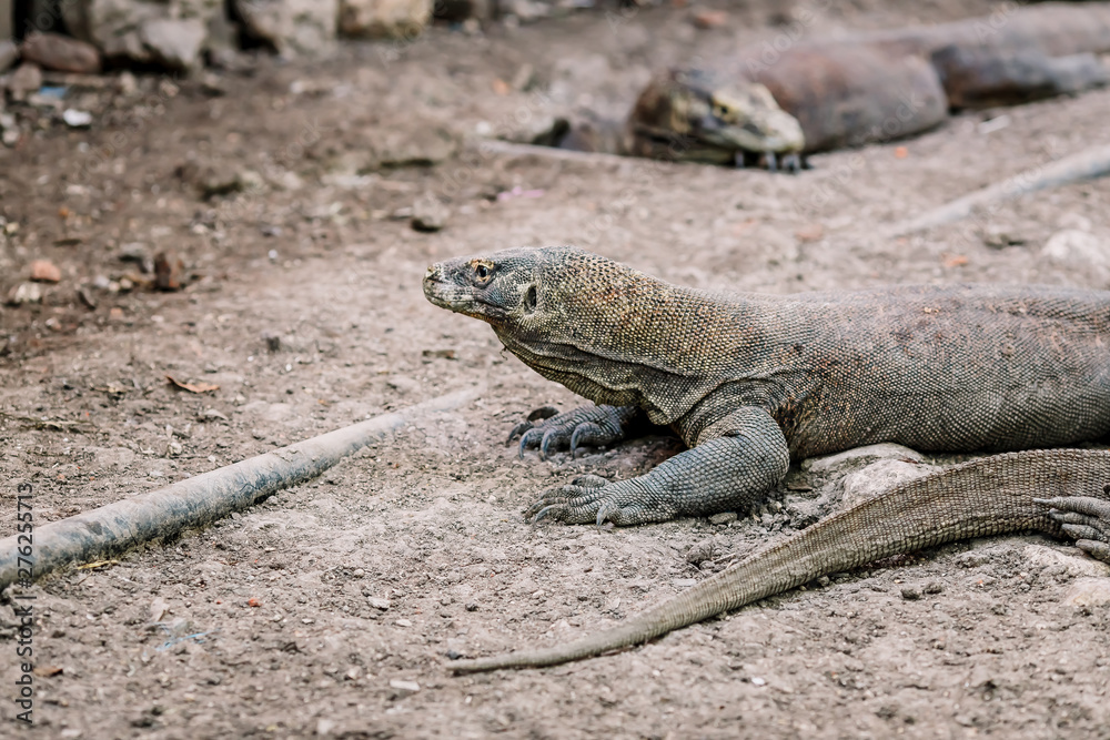 Komodo Dragons at the National Park, Indonesia. Large reptile having rest. Varan laying down on the ground. A dragon crawls along the path on the Rinca Island. Lizard crawling in the earth. Komodo Dragons at the National Park, Indonesia. Large reptile having rest. Varan laying down on the ground. A dragon crawls along the path on the Rinca Island. Lizard crawling in the earth.