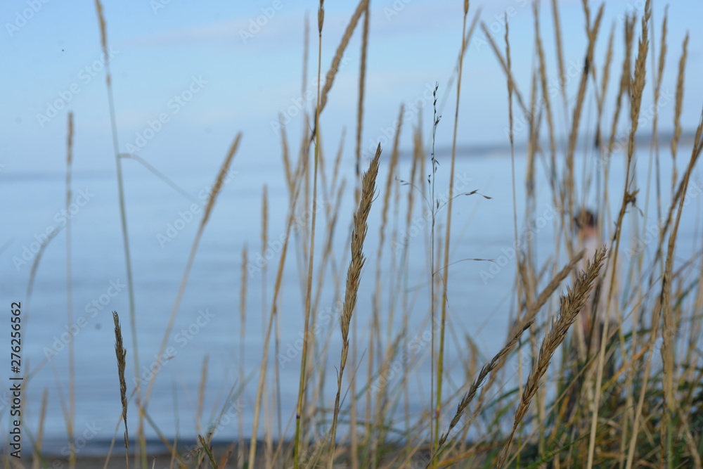 reeds on the shore reeds on the shore