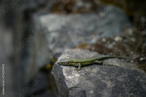 lizard sitting on a mossy rock