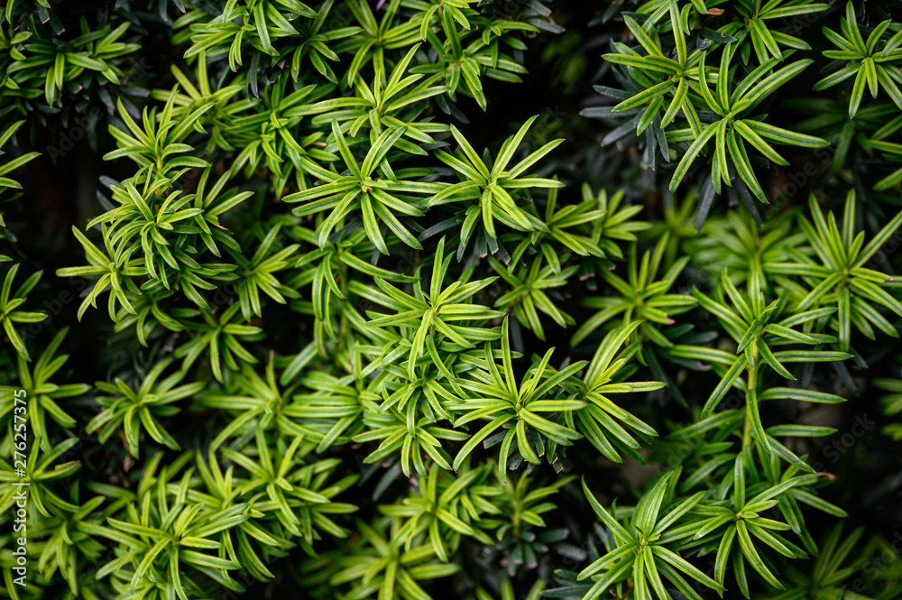 vibrant and healthy green leafy bush foliage vibrant and healthy green leafy bush foliage