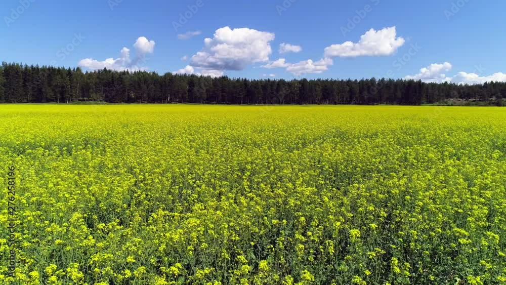 Field of rapeseed, vegetable oil production