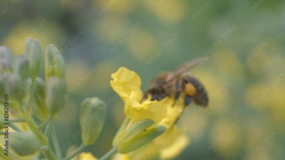 Bee is gathering and collecting honey on yellow flower. Close up, macro shot Bee is gathering and collecting honey on yellow flower. Close up, macro shot