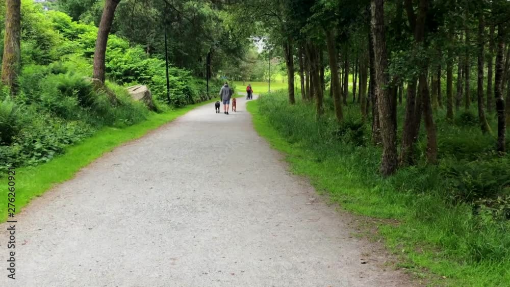 Man walking 2 dogs shot from behind down a gravel path Man walking 2 dogs shot from behind down a gravel path