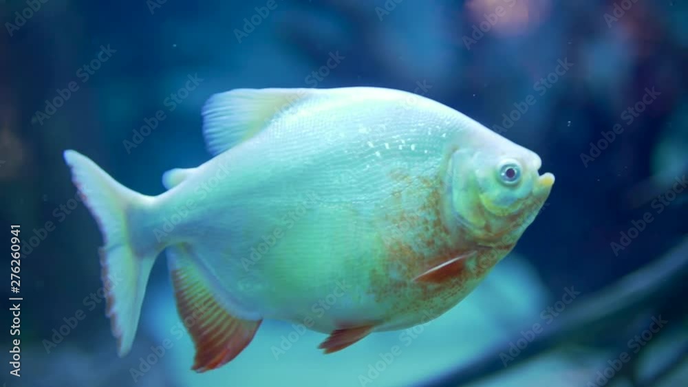 Colorful Fishes aquarium slow motion Colorful Fishes aquarium slow motion