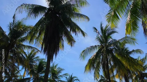 Wallpaper Mural Coconut trees in the blue sky in Gili Trawangan, Bali, Lombok, Indonesia Torontodigital.ca