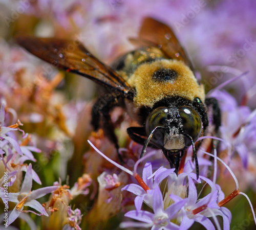 Foraging Bumble Bee © Wayne