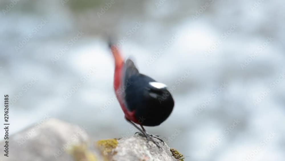 The White-capped Redstart is known for its white lovely crown, dark blue-blackish wings and brown under feathers and its tail starts with red; its habitat is high elevation and cold mountain streams. The White-capped Redstart is known for its white lovely crown, dark blue-blackish wings and brown under feathers and its tail starts with red; its habitat is high elevation and cold mountain streams.
